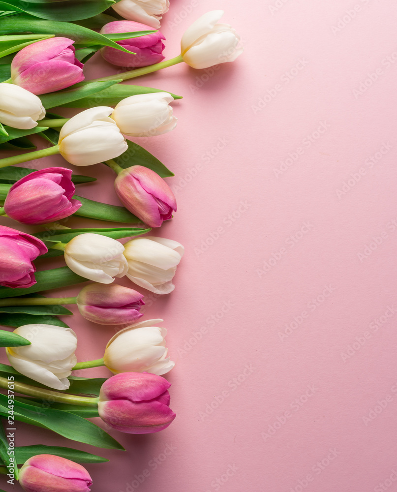 White and pink tulips on lightpink background. White and pink tulips on lightpink background.