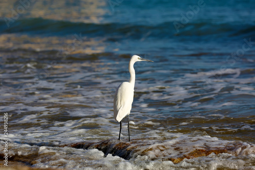 White heron in the water