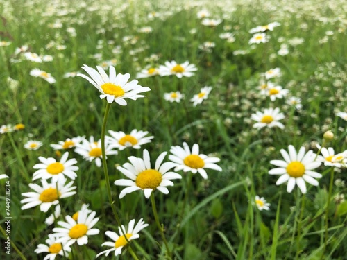 meadow daisies in a field on a summer day in the green grass