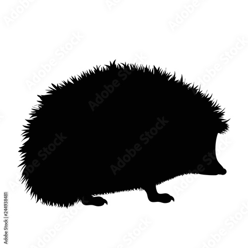 Vector silhouette of hedgehog on white background. photo