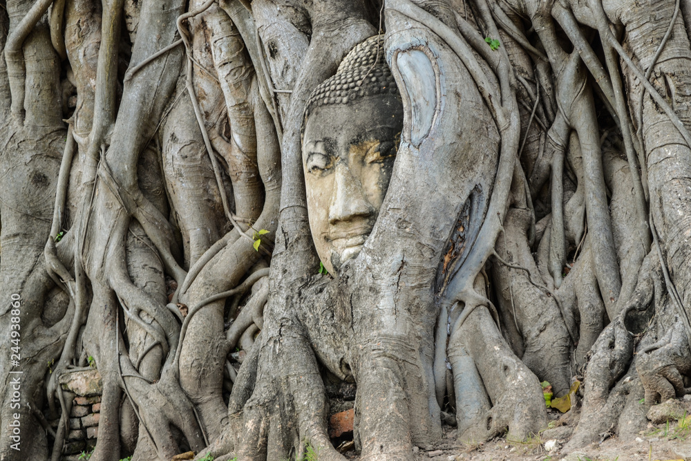 Buddha's head in tree roots Buddha's head in tree roots