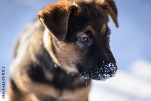 German Shepherd puppy © dbrus