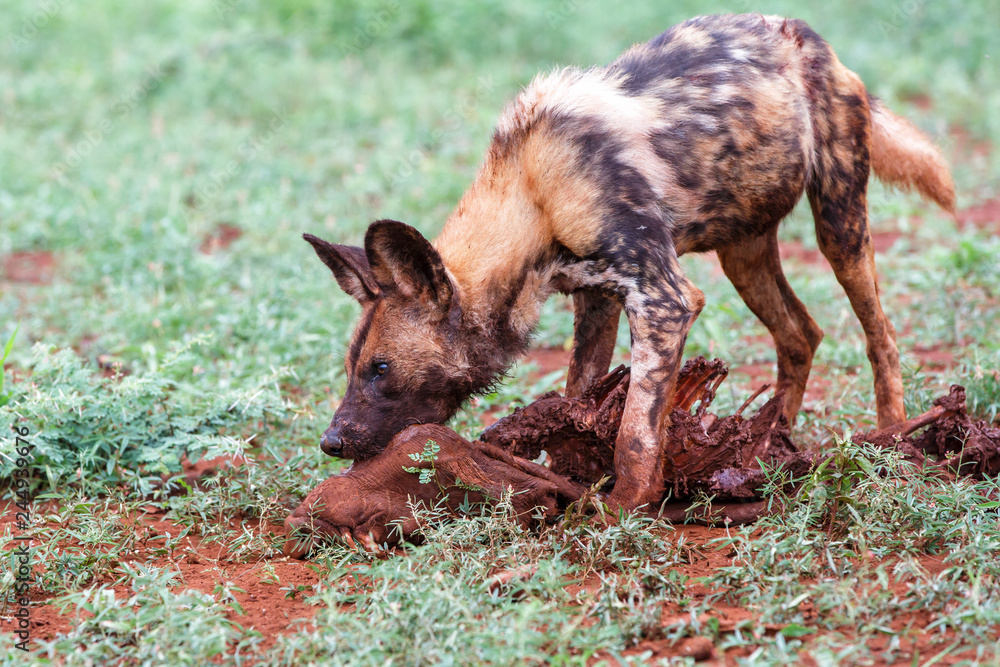 African Wild dog eating from a warthog in Zimanga Game Reserve - South Africa African Wild dog eating from a warthog in Zimanga Game Reserve - South Africa