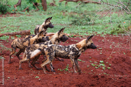 African Wild dog watching at a warthog hole in Zimanga Game Reserve - South Africa photo