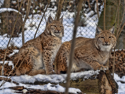 Scandinavian lynx, Lynx l. Lynx females with chicks