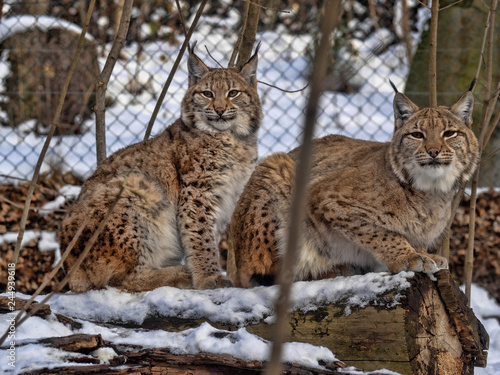 Scandinavian lynx  Lynx l. Lynx females with chicks
