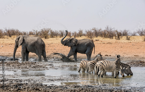 Elephant Mud Bath