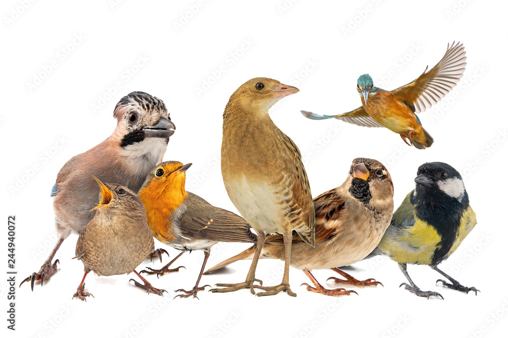 Group of birds isolated on white background Group of birds isolated on white background