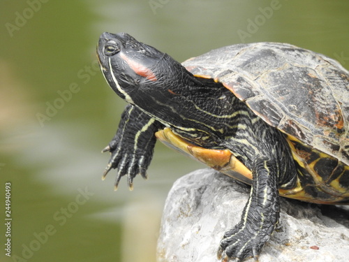 Red-eared turtle in the pond close-up
