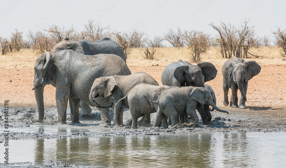 Obraz premium Elephant Mud Bath