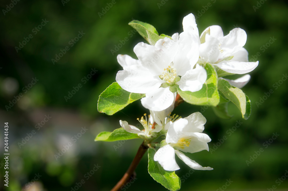 Fototapeta premium White Flowers in Blossoming Garden