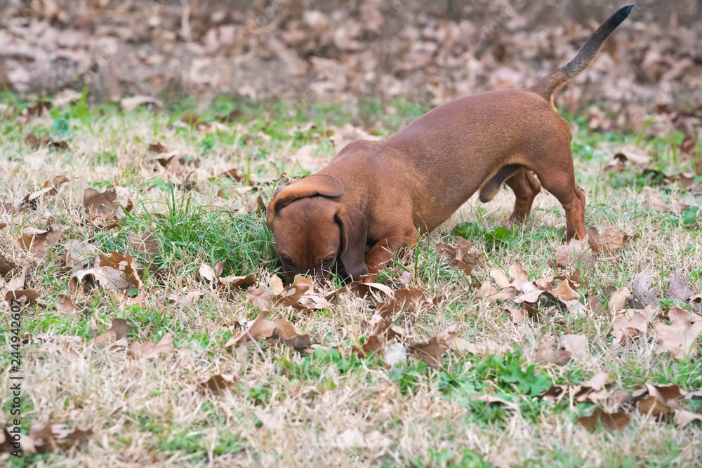 Wiener / dachshund dog on the hunt smelling for prey on a cool fall morning. Wiener / dachshund dog on the hunt smelling for prey on a cool fall morning.