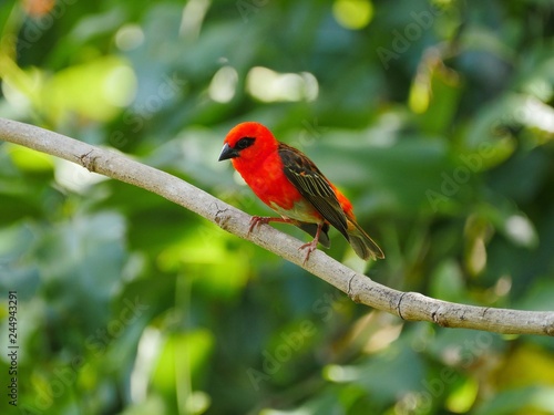 Red Fody bird perching in natural habitat