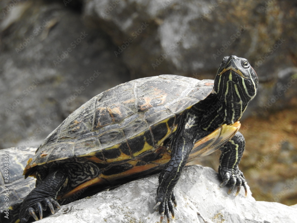 Red-eared turtle in the pond close-up Red-eared turtle in the pond close-up