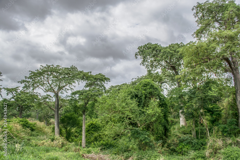 View with typical tropical landscape, baobab trees and other types of vegetation, cloudy sky as background