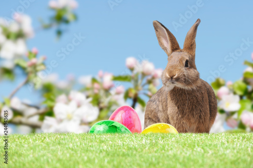 easter bunny with easter eggs sitting on meadow in springtime