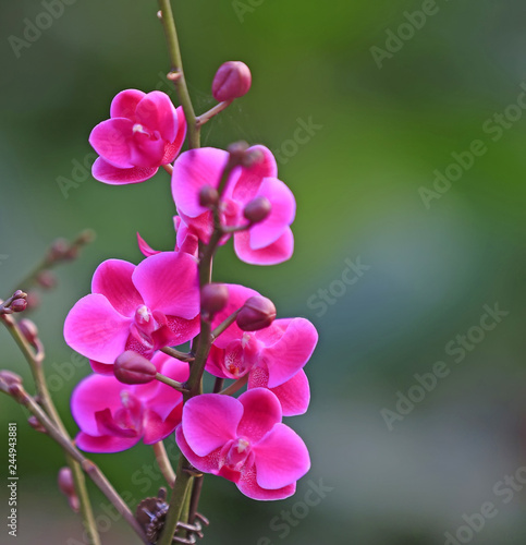 Blooming phalaenopsis  indoors