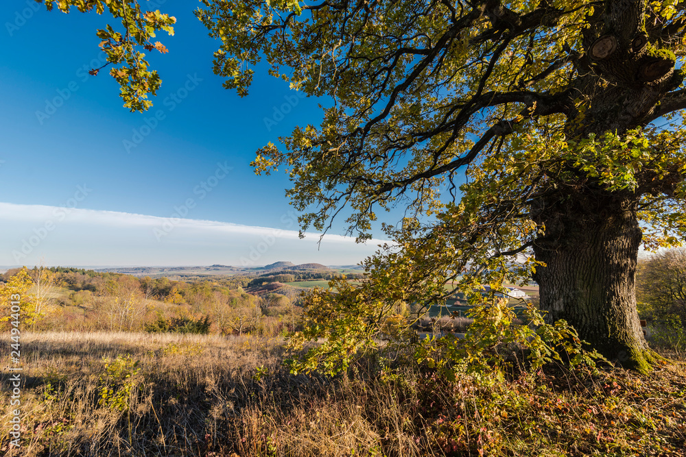 Fototapeta premium Eiche in der Herbstzeit in mitten der schönen grünen Natur