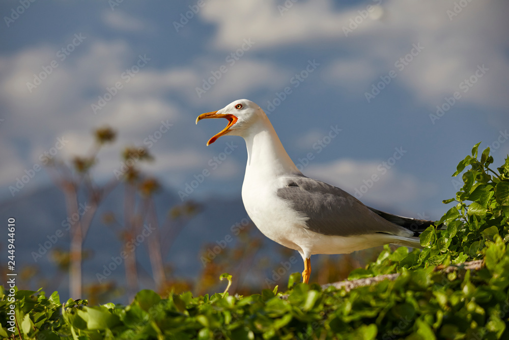 nice seagull over sky