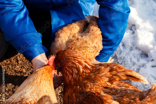 Woman farmer in blue robe feeds domestic chickens with grain.