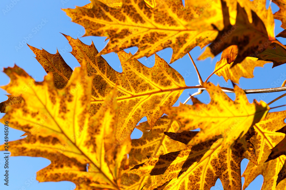 Fototapeta premium forest autumn oak