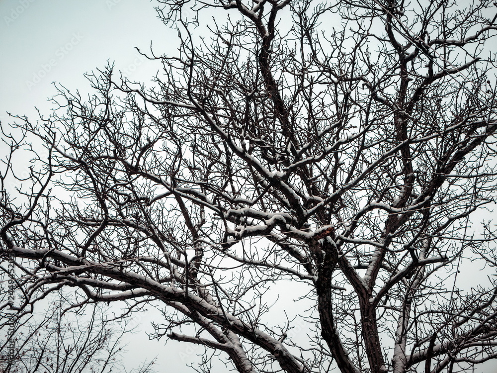 Abstract tree covered with the snow Abstract tree covered with the snow