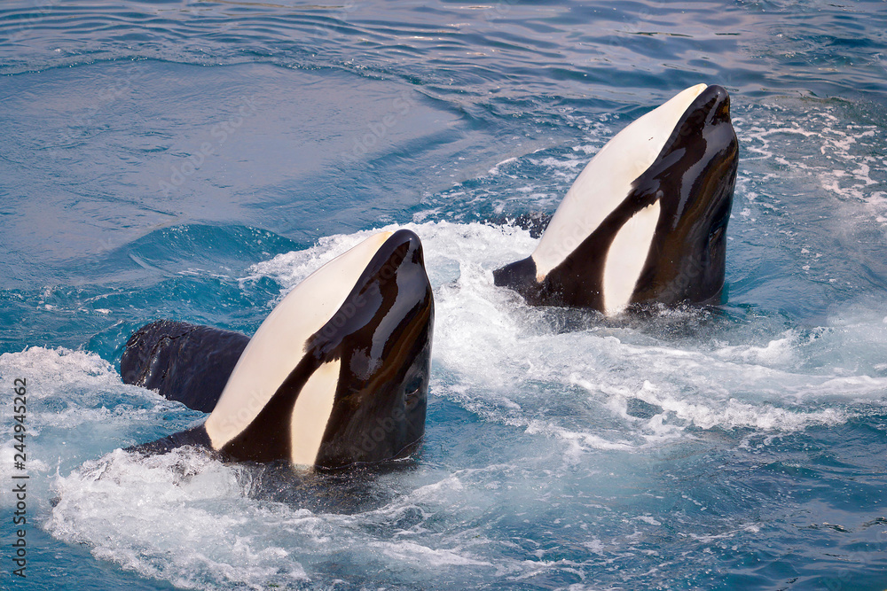 Obraz premium Dwa orki (Orcinus orca) w wodzie z hydromasażem