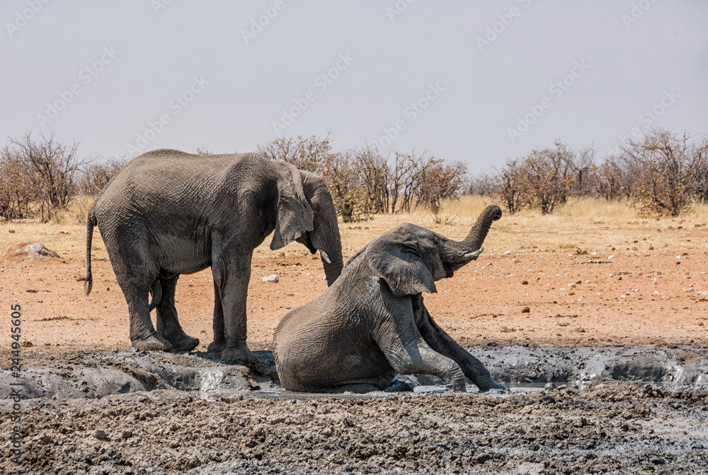 Fototapeta premium Elephant Mud Bath