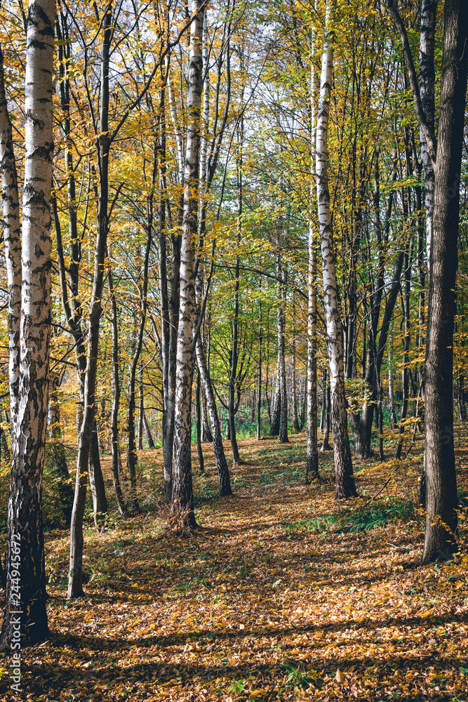 Autumn Landscape Background. Golden Autumn, Beautiful Yellow and Orange lice on Trees in the Park, vertical photo Autumn Landscape Background. Golden Autumn, Beautiful Yellow and Orange lice on Trees in the Park, vertical photo
