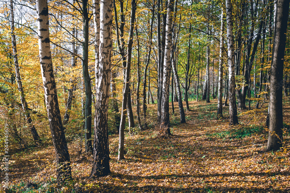 Obraz premium Autumn Landscape Background. Golden Autumn, Beautiful Yellow and Orange lice on Trees in the Park