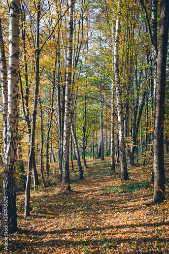 Autumn Landscape Background. Golden Autumn, Beautiful Yellow and Orange lice on Trees in the Park, vertical photo