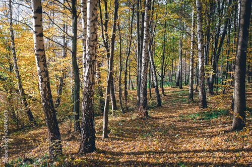 Autumn Landscape Background. Golden Autumn, Beautiful Yellow and Orange lice on Trees in the Park