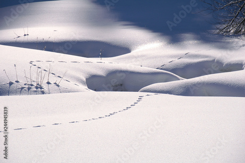 Wallpaper Mural Spur im Schnee Torontodigital.ca