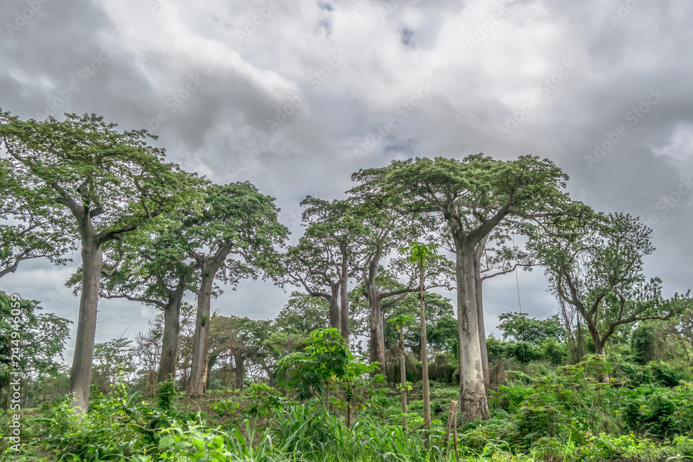View with typical tropical landscape, baobab trees and other types of vegetation, cloudy sky as background