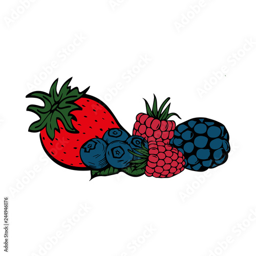 Forest Berries, blackberry black currant raspberry vector illustration