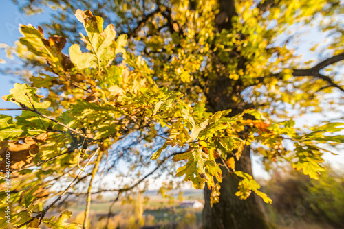 Eichen Baume mit schönen gelben Blättern in der Herbstzeit schön Herbstliche Szene