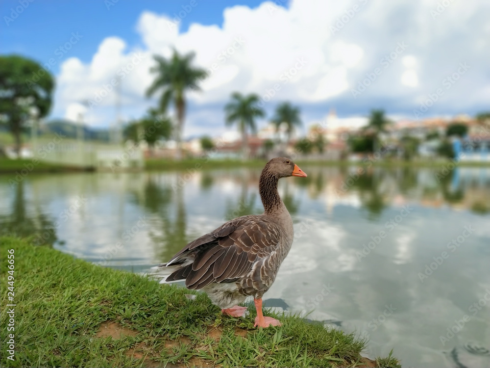 Duck/Goose Duck/Goose