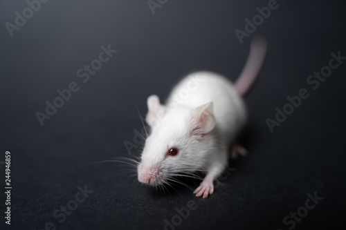 white laboratory rat isolated on grey background photo