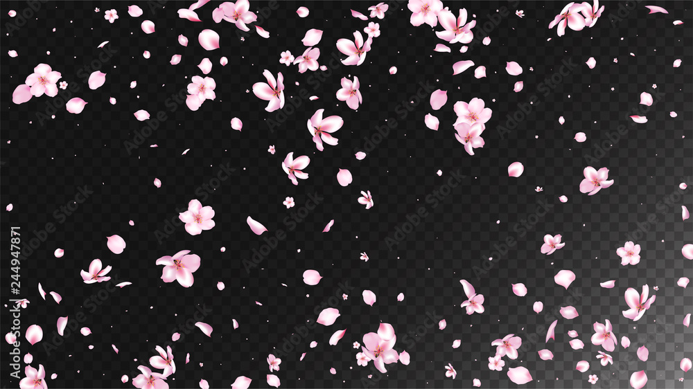 Nice Sakura Blossom Isolated Vector. Summer Flying 3d Petals Wedding Texture. Japanese Bokeh Flowers Wallpaper. Valentine, Mother's Day Tender Nice Sakura Blossom Isolated on Black Nice Sakura Blossom Isolated Vector. Summer Flying 3d Petals Wedding Texture. Japanese Bokeh Flowers Wallpaper. Valentine, Mother's Day Tender Nice Sakura Blossom Isolated on Black