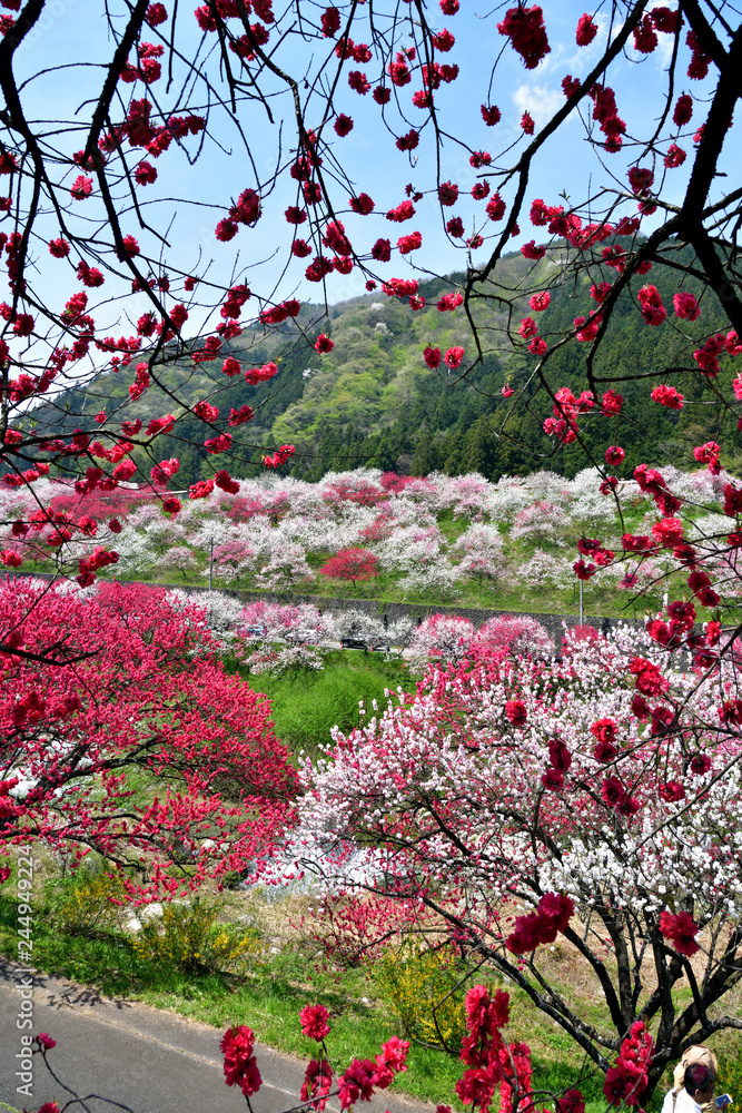 長野県阿智村 桃源郷 満開の「花桃の里」 長野県阿智村 桃源郷 満開の「花桃の里」
