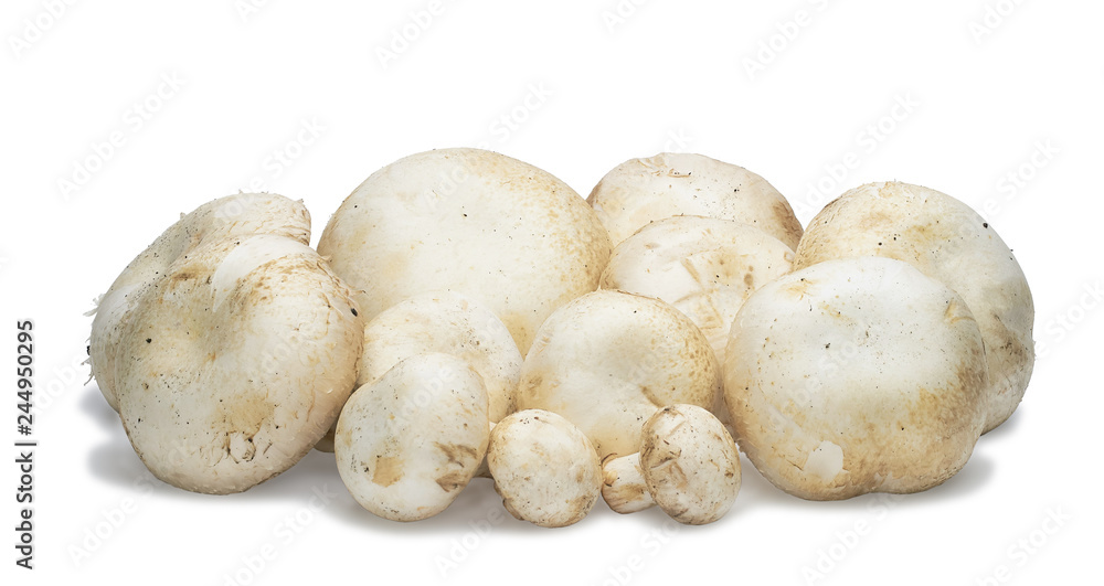 Champignon mushrooms artificially grown on a white background
