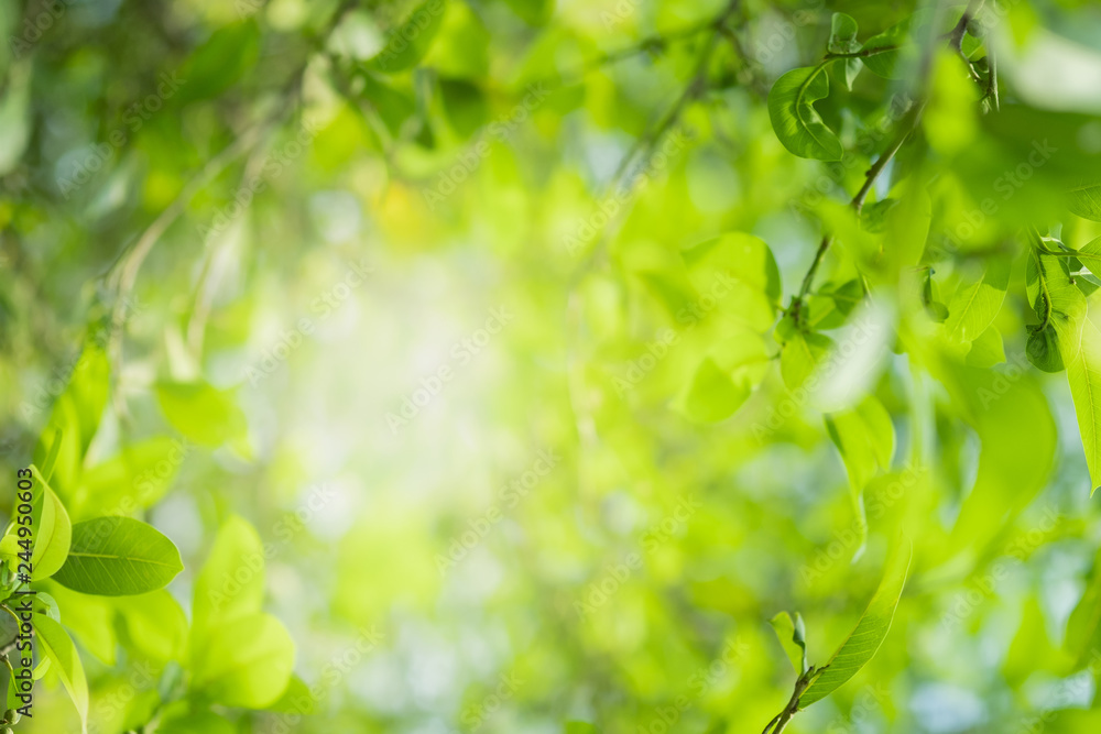 Obraz premium Close up beautiful view of nature green leaves on blurred greenery tree background with sunlight in public garden park. It is landscape ecology and copy space for wallpaper and backdrop.