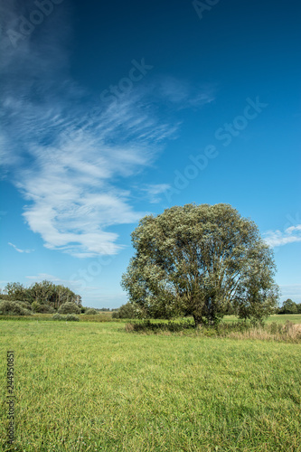 Big willow tree, meadow and white cloud on blue sky