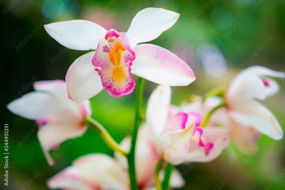 Fototapeta premium Close-up shot branch of pink spotted orchids on green bokeh nature background.