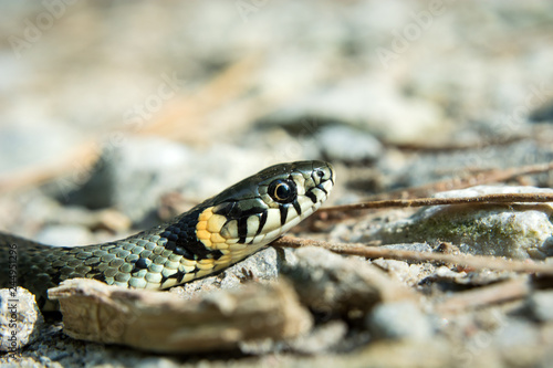 The head of grass snake, natrix natrix crawling on the ground