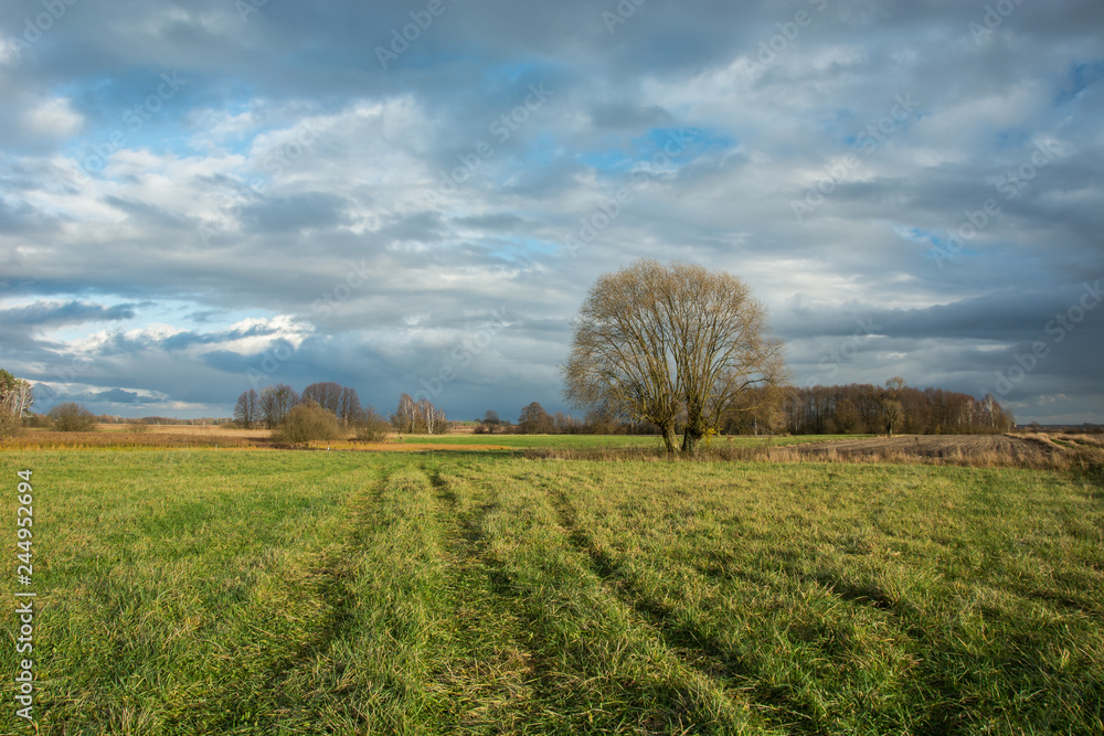 Green meadow, large willow tree without leaves and rainy clouds in the sky