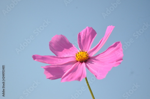 Beautiful and Cute Pink Flower in Garden.