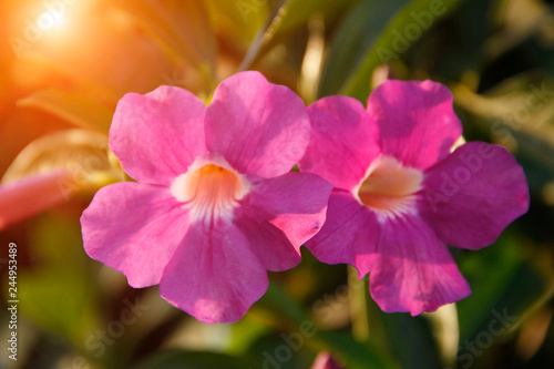 Beautiful garlic vine flower in the garden.