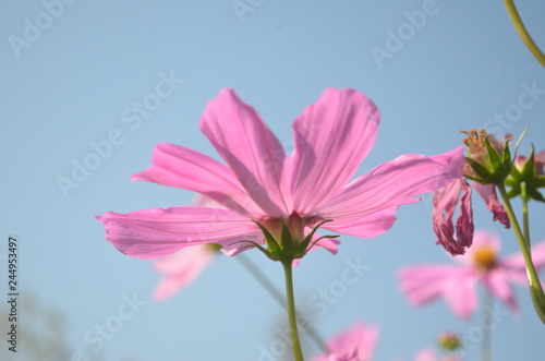 Beautiful and Cute Pink Flower in Garden. © Nirada