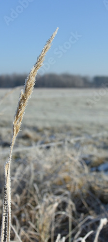 Wallpaper Mural frozen grass in the sunshine Torontodigital.ca